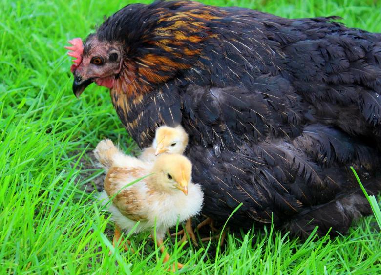 Free stock image of Little Chick created by Pixabay