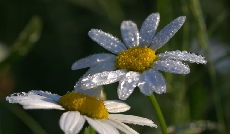 Free stock image of Fresh Daisy created by Pixabay