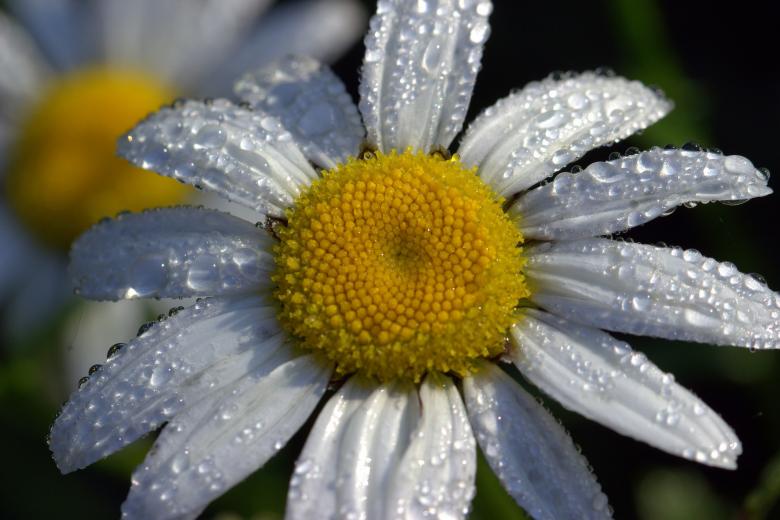 Free stock image of Fresh Daisy created by Pixabay
