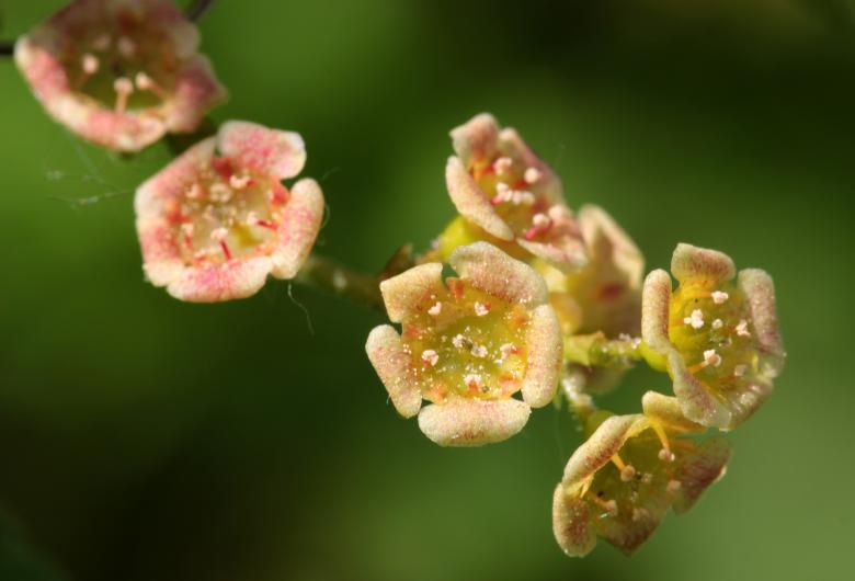Free stock image of Flowering Currant created by Pixabay