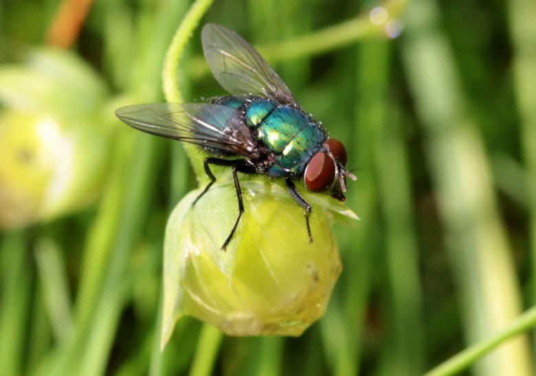 Free stock image of Fly in the Garden created by Pixabay