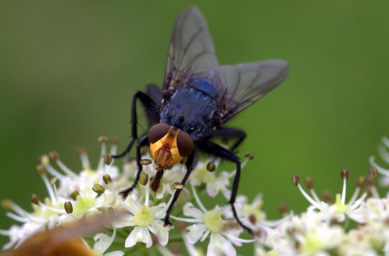 Free stock image of Fly in the Garden created by Pixabay