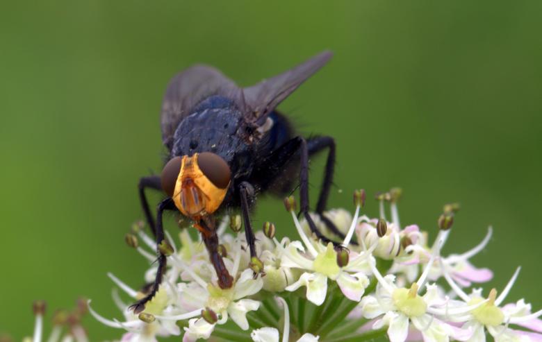 Free stock image of Fly in the Garden created by Pixabay
