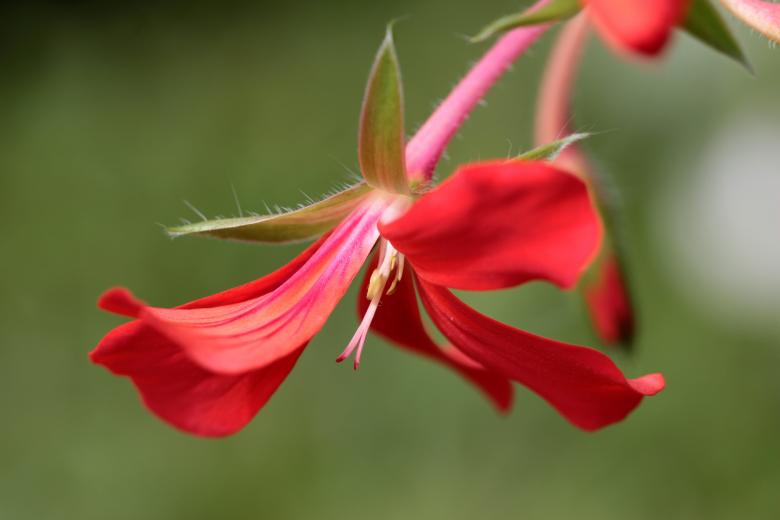Free stock image of Fresh Geranium created by Pixabay