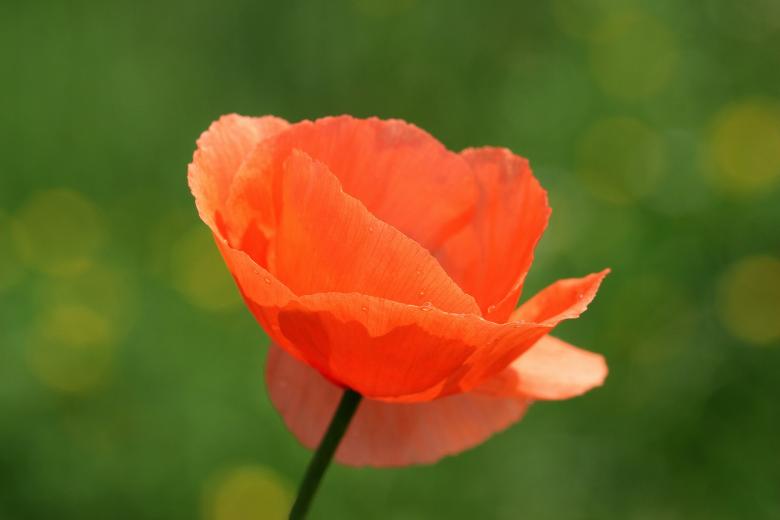 Free stock image of Klatschmohn in the Garden created by Pixabay