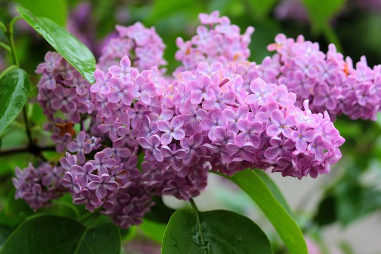 Free stock image of Fresh Lilac created by Pixabay