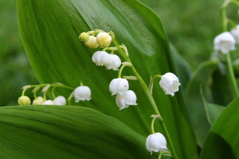 Free stock image of Lily of the Valley created by Pixabay