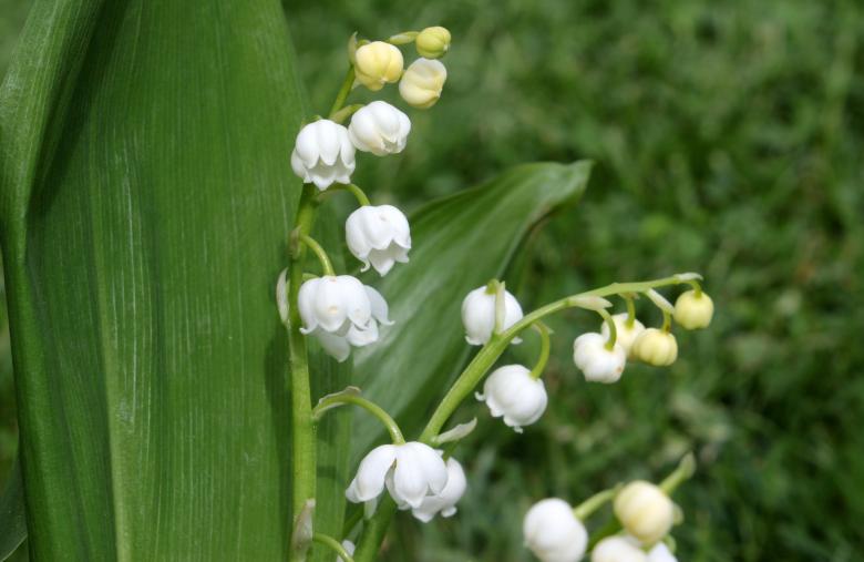 Free stock image of Lily of the Valley created by Pixabay