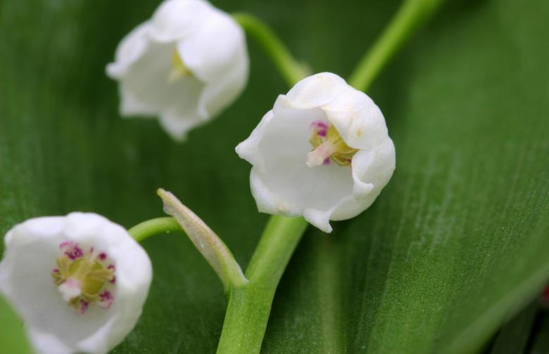 Free stock image of Lily of the Valley created by Pixabay