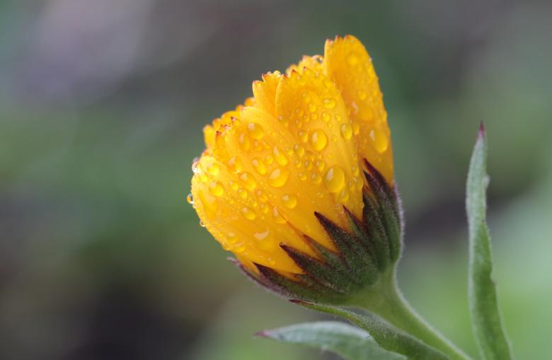 Free stock image of Fresh Marigold created by Pixabay