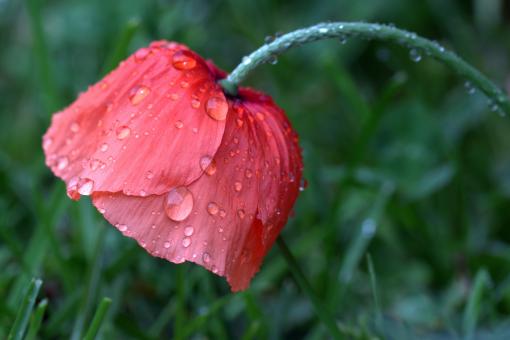 Free Stock Photo of Fresh Poppy