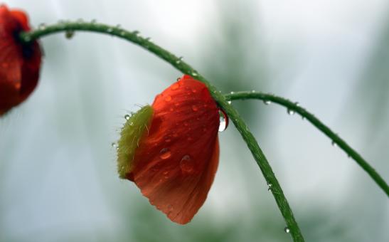 Free Stock Photo of Fresh Poppy