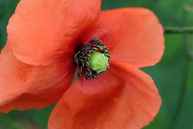 Free stock image of Fresh Poppy created by Pixabay
