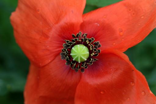 Free Stock Photo of Fresh Poppy