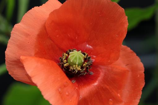 Free Stock Photo of Fly on the Poppy