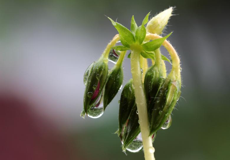 Free stock image of Macro Flower created by Pixabay