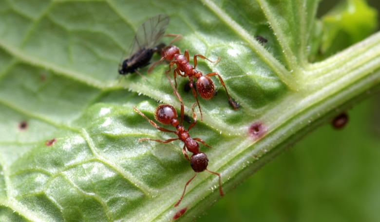Free stock image of Red Garden Ant created by Pixabay