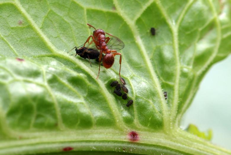 Free stock image of Red Garden Ant created by Pixabay
