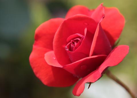 Free Stock Photo of Fresh Rose