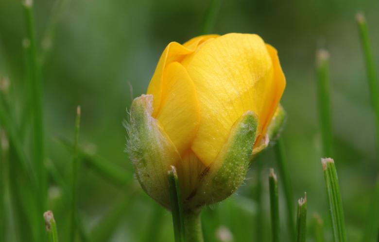 Free stock image of Sharp Buttercup created by Pixabay