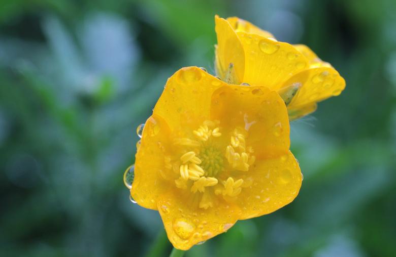 Free stock image of Sharp Buttercup created by Pixabay