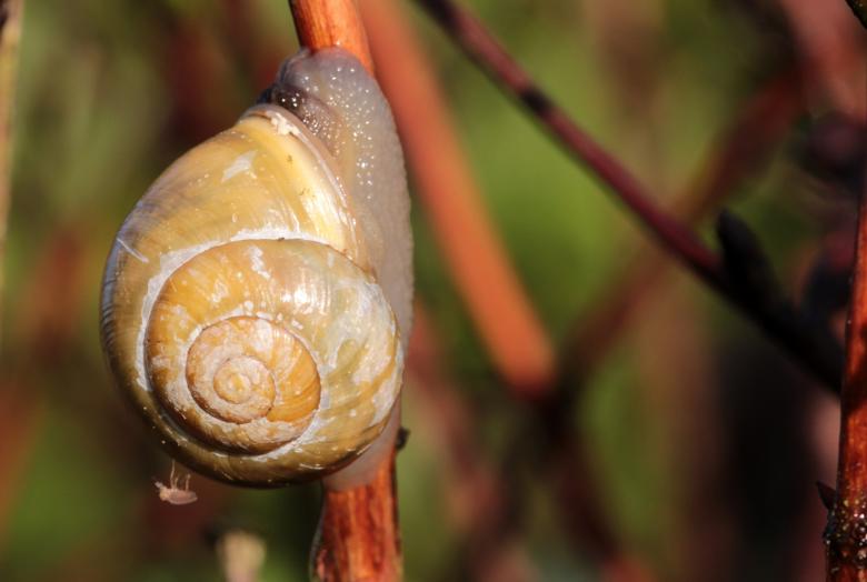 Free stock image of Snail Shell created by Pixabay