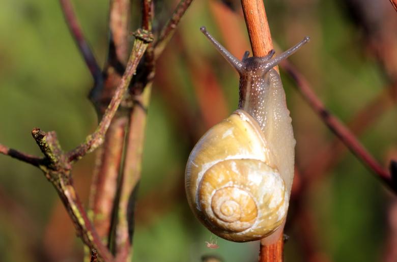 Free stock image of Snail Shell created by Pixabay