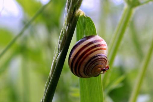 Free Stock Photo of Snail Shell