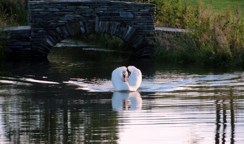 Free stock image of Swan in the Lake created by Pixabay