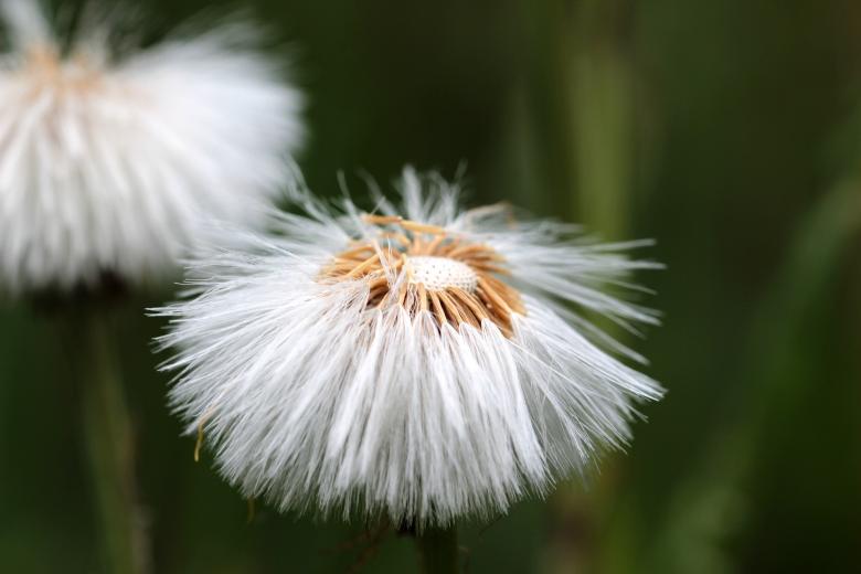 Free stock image of Tussilago Farfara created by Pixabay