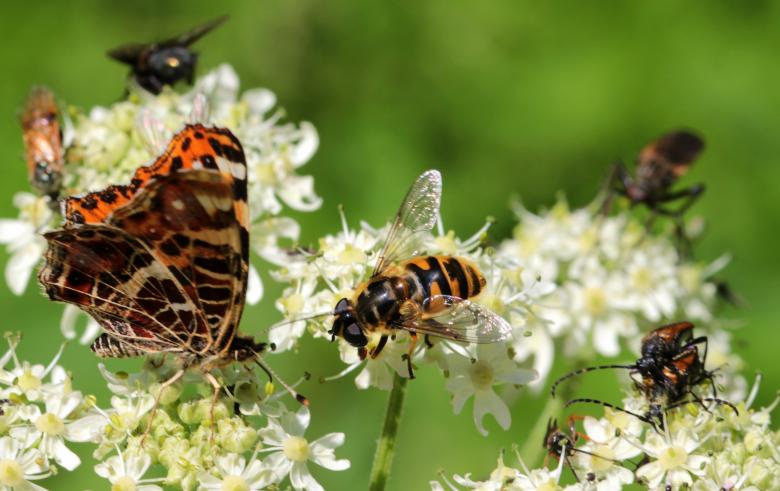 Free stock image of Wasp in the Garden created by Pixabay