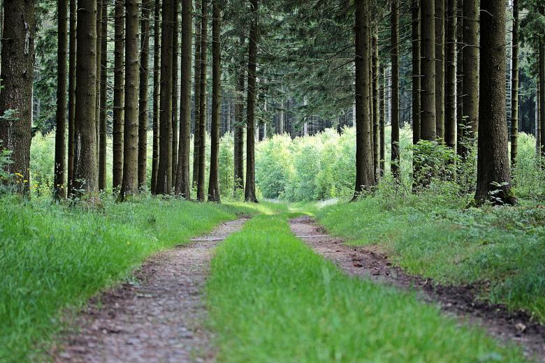Free stock image of In the Woods created by Pixabay