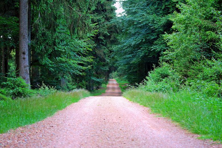 Free stock image of Forest Route created by Pixabay