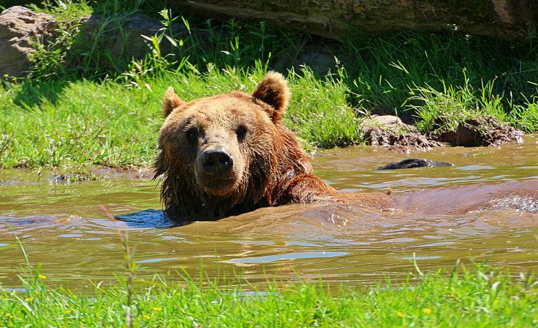 Free stock image of Bear Taking Bath created by Pixabay