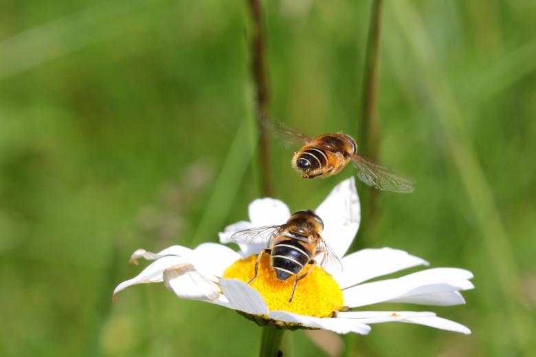 Free stock image of Bees on the Flower created by Pixabay