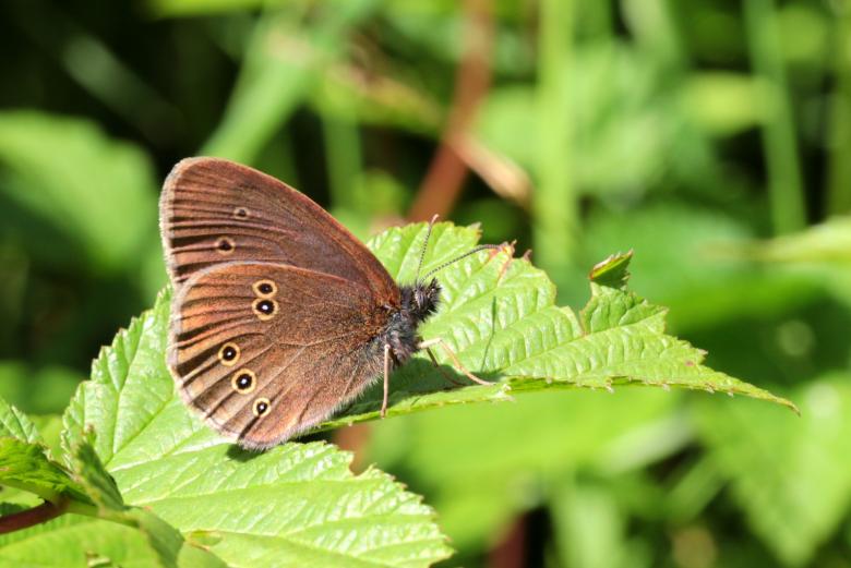 Free stock image of Butterfly on the Leave created by Pixabay