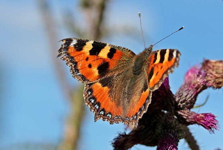 Free stock image of Butterfly in the Garden created by Pixabay
