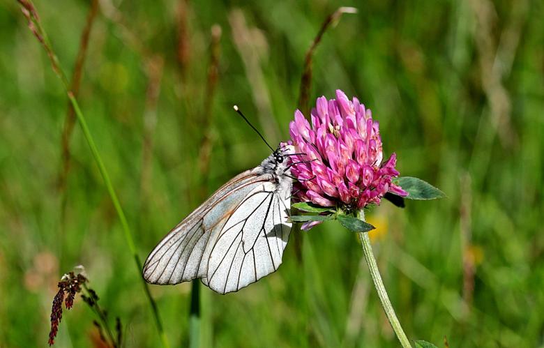 Free stock image of Butterfly in the Garden created by Pixabay