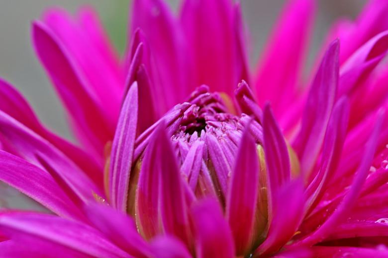 Free stock image of Fresh Dahlia created by Pixabay
