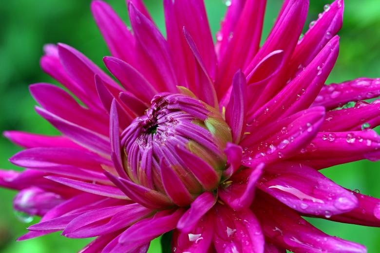 Free stock image of Fresh Dahlia created by Pixabay