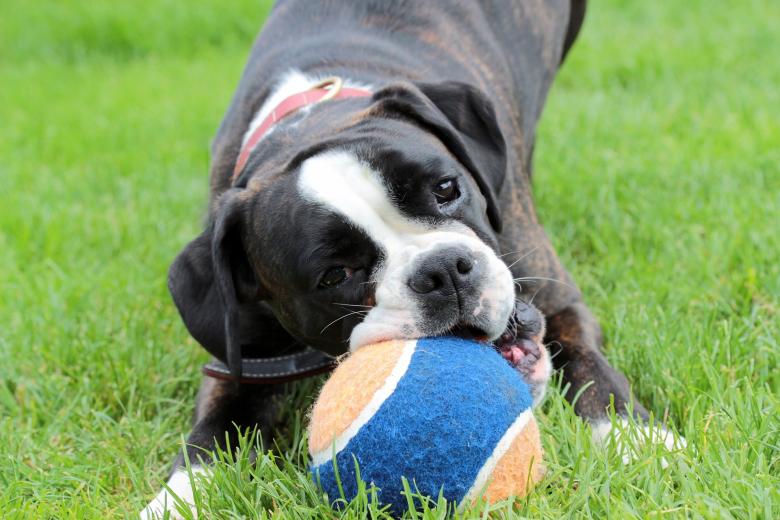 Free stock image of Boxer Dog created by Pixabay