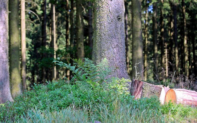 Free stock image of Thick Forest created by Pixabay