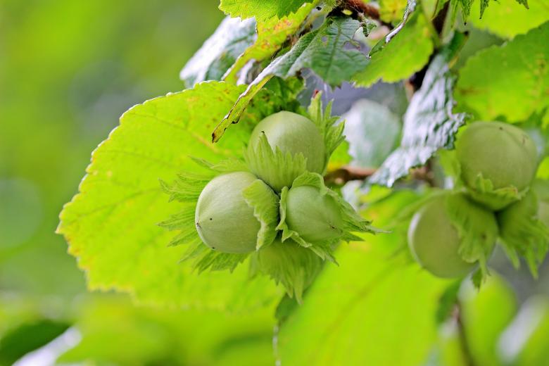 Free stock image of Bunch of Hazelnuts created by Pixabay