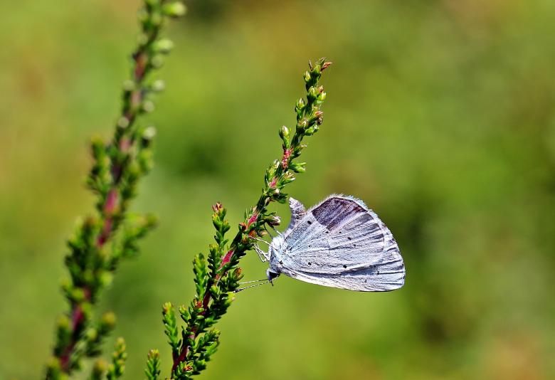 Free stock image of Holly Blue created by Pixabay