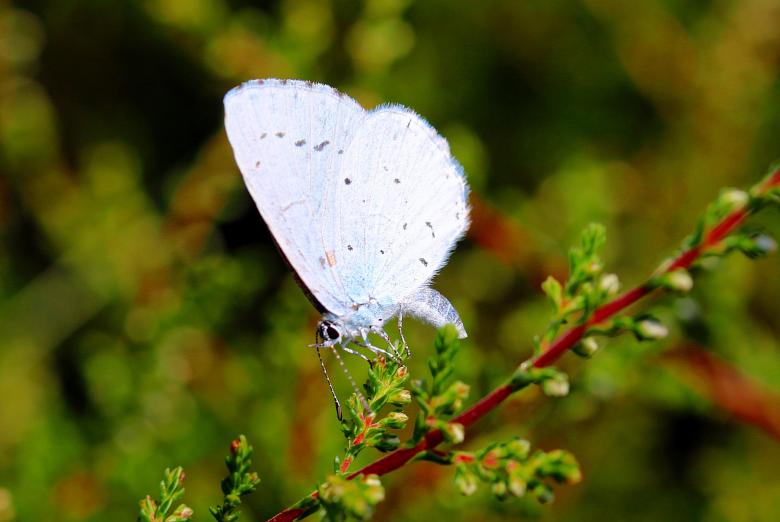 Free stock image of Holly Blue created by Pixabay