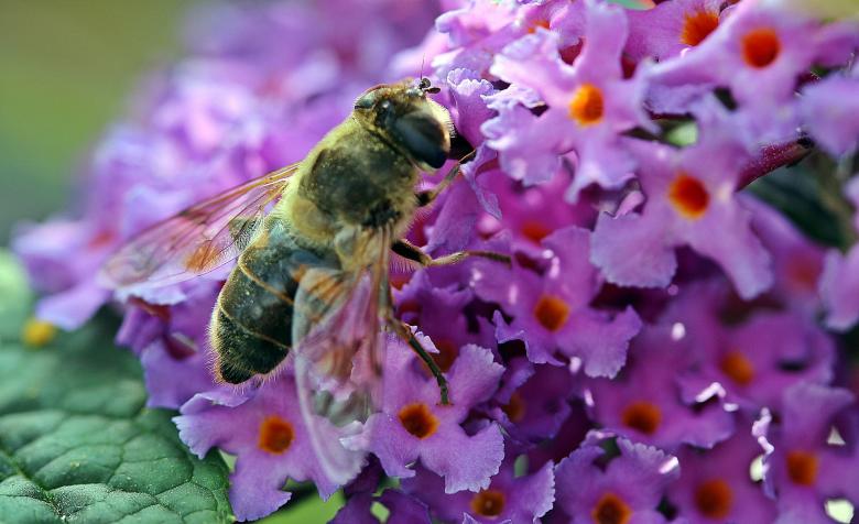 Free stock image of Hummel Bee in the Garden created by Pixabay
