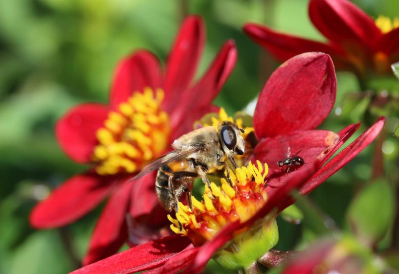 Free stock image of Hummel Bee in the Garden created by Pixabay