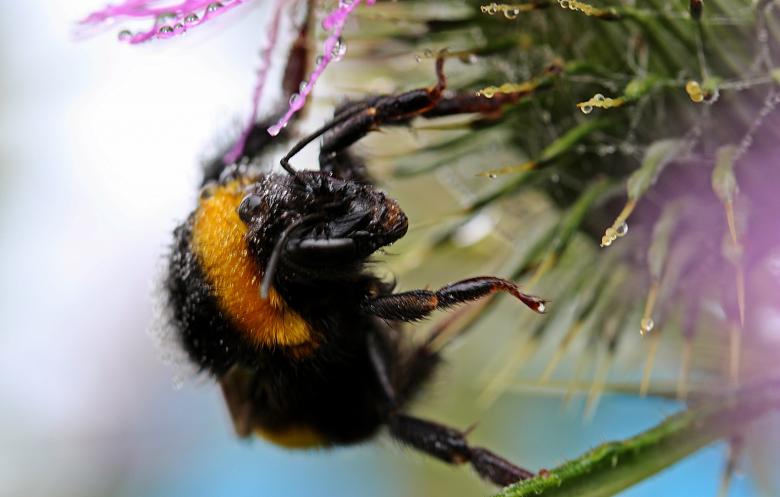 Free stock image of Hummel Bee in the Garden created by Pixabay