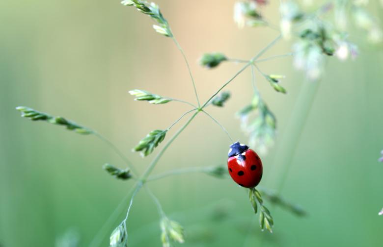 Free stock image of Asian Ladybug created by Pixabay