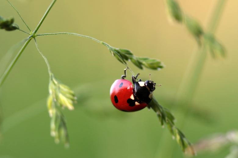 Free stock image of Asian Ladybug created by Pixabay